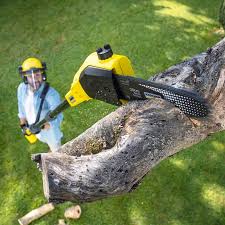 Best Lawn Renovation and Restoration  in West Rancho Dominguez, CA